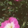 Petunia milliflora 'Merlin Pink Morn', flowers
