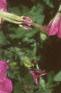 Petunia milliflora 'Merlin Pink Morn', flowers