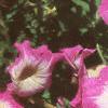 Petunia milliflora 'Merlin Pink Morn', flowers