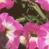 Petunia milliflora 'Merlin Pink Morn', flowers