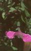 Petunia milliflora 'Merlin Pink Morn', flowers