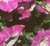 Petunia milliflora 'Merlin Pink Morn', flowers