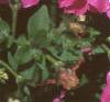 Petunia milliflora 'Merlin Pink Morn', flowers