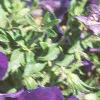 Petunia multiflora 'Merlin Blue', habit