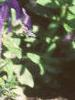 Petunia multiflora 'Merlin Blue', habit