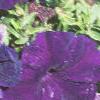 Petunia multiflora 'Merlin Blue', habit