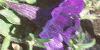 Petunia multiflora 'Merlin Blue', habit