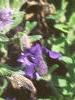 Petunia multiflora 'Merlin Blue', habit