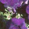 Petunia multiflora 'Merlin Blue', habit