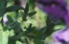 Petunia multiflora 'Merlin Blue', flowers