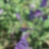 Petunia multiflora 'Merlin Blue', flowers