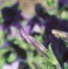 Petunia multiflora 'Merlin Blue', flowers