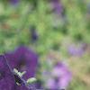 Petunia multiflora 'Merlin Blue', flowers