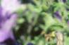 Petunia multiflora 'Merlin Blue', flowers
