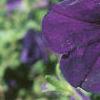 Petunia multiflora 'Merlin Blue', flowers