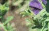Petunia multiflora 'Merlin Blue', flowers