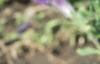Petunia multiflora 'Merlin Blue', flowers