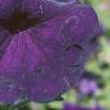 Petunia multiflora 'Merlin Blue', flowers