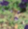 Petunia multiflora 'Merlin Blue', flowers