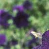 Petunia multiflora 'Merlin Blue', flowers