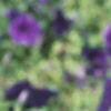 Petunia multiflora 'Merlin Blue', flowers