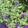 Petunia multiflora 'Midnight Madness', habit