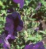Petunia multiflora 'Midnight Madness', habit