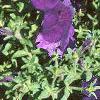 Petunia multiflora 'Midnight Madness', habit