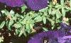 Petunia multiflora 'Midnight Madness', habit