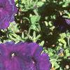 Petunia multiflora 'Midnight Madness', habit