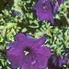 Petunia multiflora 'Midnight Madness', habit