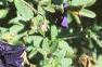 Petunia multiflora 'Midnight Madness', flowers