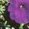 Petunia multiflora 'Midnight Madness', flowers