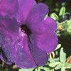 Petunia multiflora 'Midnight Madness', flowers