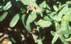 Petunia multiflora 'Midnight Madness', flowers