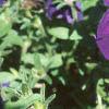 Petunia multiflora 'Midnight Madness', flowers