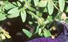 Petunia multiflora 'Midnight Madness', flowers