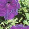 Petunia multiflora 'Midnight Madness', flowers