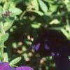 Petunia multiflora 'Midnight Madness', flowers