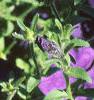 Petunia multiflora 'Midnight Madness', flowers