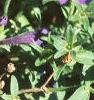 Petunia multiflora 'Midnight Madness', flowers
