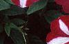 Petunia 'Primetime Burgundy Star', flowers