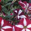 Petunia 'Primetime Burgundy Star', flowers