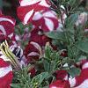 Petunia 'Primetime Burgundy Star', flowers