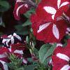 Petunia 'Primetime Burgundy Star', flowers