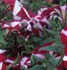 Petunia 'Primetime Burgundy Star', flowers
