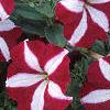 Petunia 'Primetime Burgundy Star', flowers