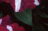 Petunia 'Primetime Burgundy Star', flowers