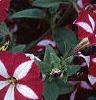 Petunia 'Primetime Burgundy Star', flowers