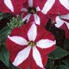 Petunia 'Primetime Burgundy Star', flowers